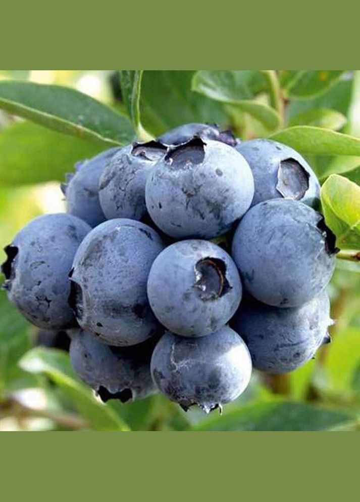 Саджанці лохини Дюк - 3-річний Садовий-Розмай (301220347)