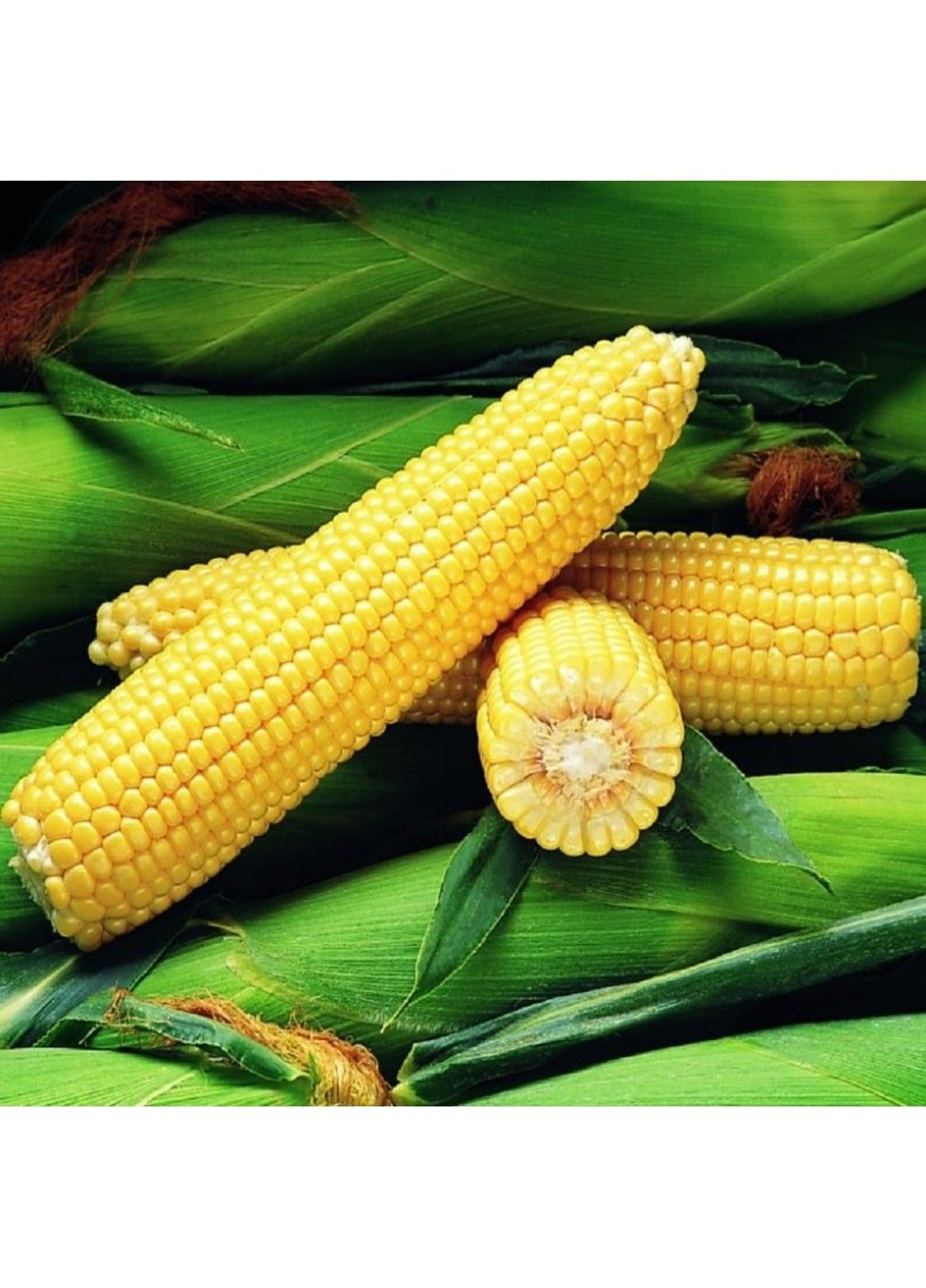 Насіння кукурудзи Оверленд F1 Syngenta (331900627)