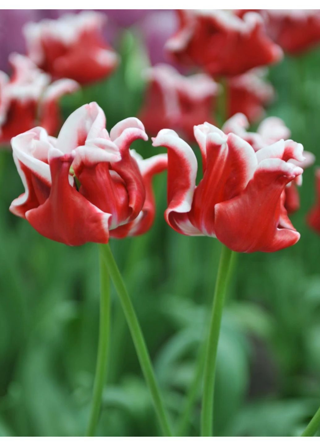 Тюльпан Elegant Crown (2 шт. в упаковці) No Brand (364535944)