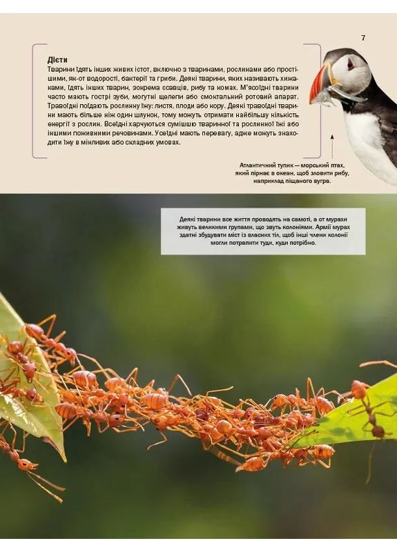 Велика книга тварин Vivat (370058216)