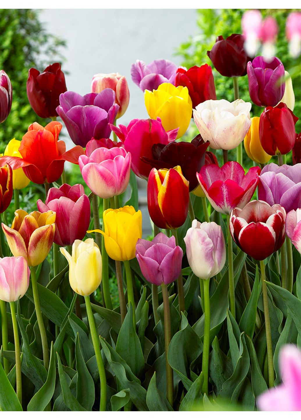 Микс Триумф тюльпанов (5 шт.) в упаковке) No Brand (364535292)