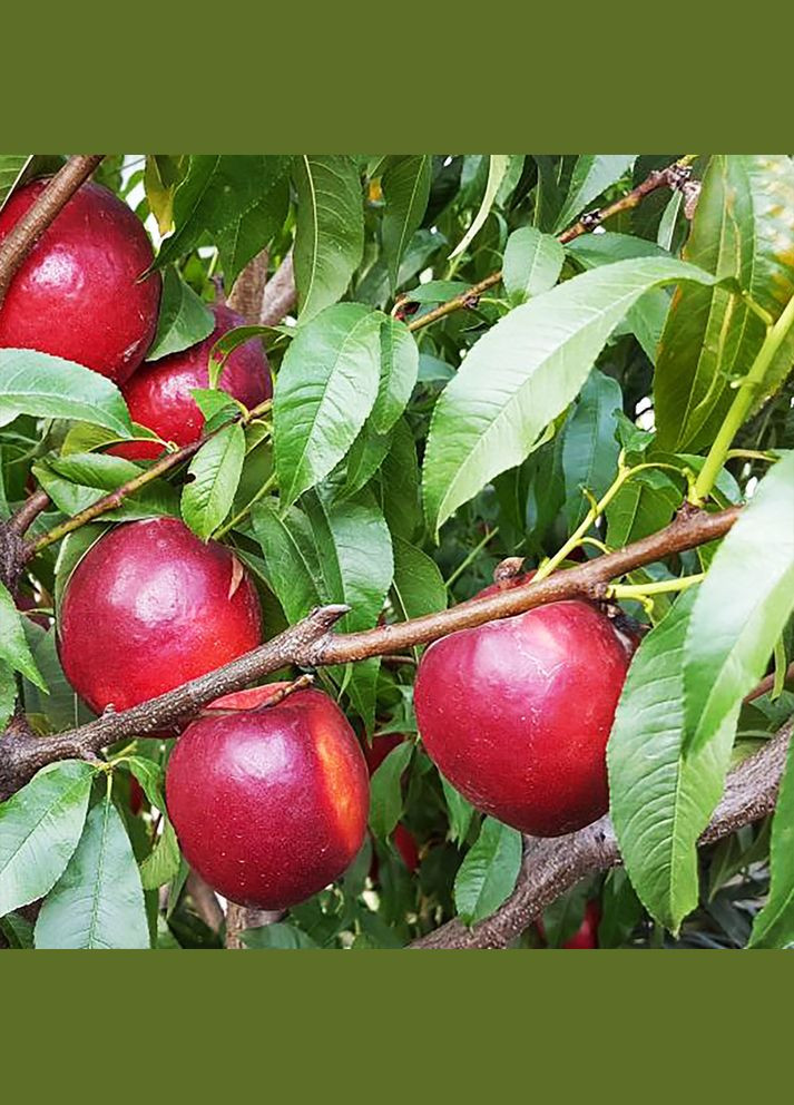 Саженцы нектарина Биг Топ - 1-летний Садовий-Розмай (301220611)