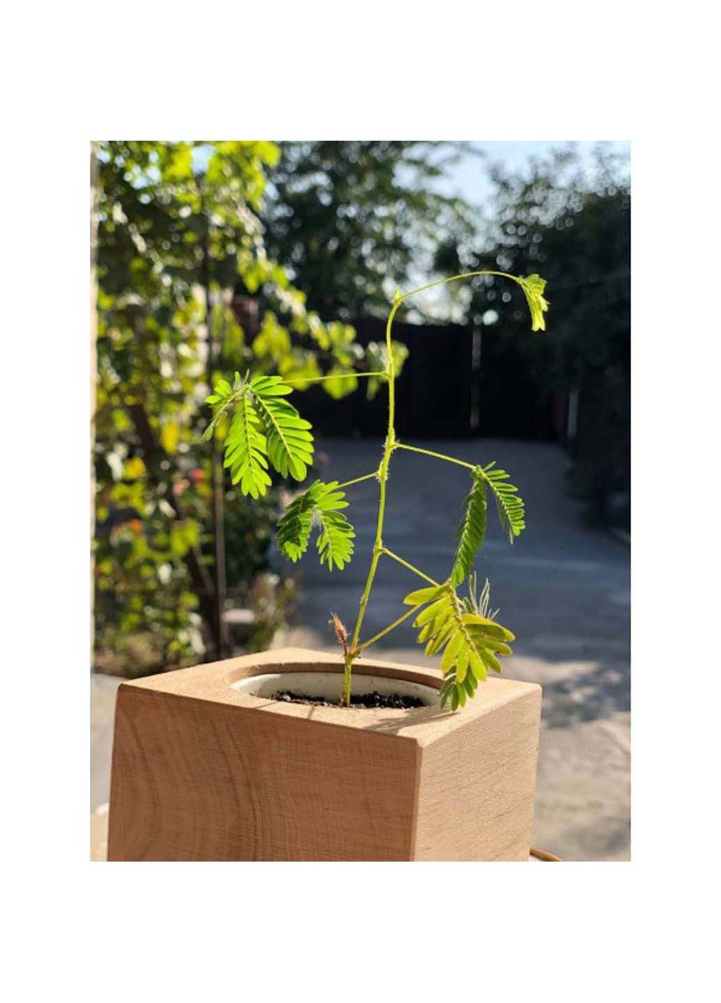 Екокуб мімоза набір для вирощування рослин Экокуб (295658322)