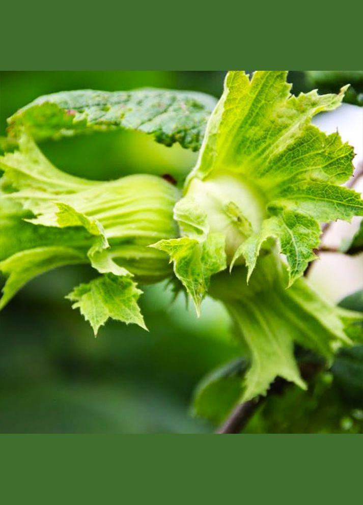 Саженцы фундука Степной - 3-летний Садовий-Розмай (301220763)