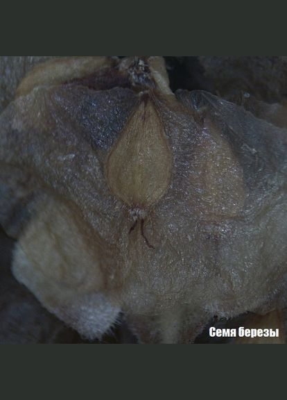 Мікроскоп Stereo 20x (9119000) National Geographic (346531306)