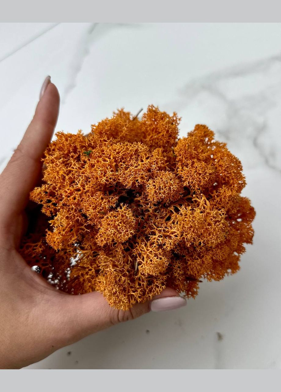 Стабілізований Норвезький Мох (Ягель) 1 кг. – Autumn No Brand (302520161)