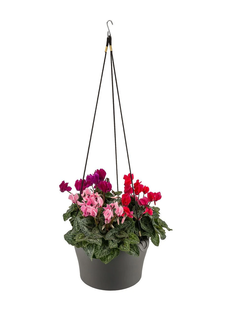 Горщик для квітів Рoliwork Gardenya Makreme підвісний круглий 4,7 л 26 x 15 см, Poliwork (388683577)