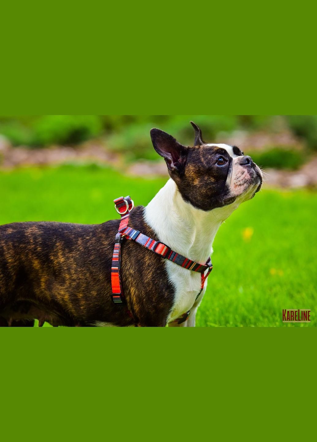 Шлея з нейлону з візерунком "LINE" та пластиковою пряжкою 15 мм А:350-480 мм, В:400-570 мм Kareline (339074914)