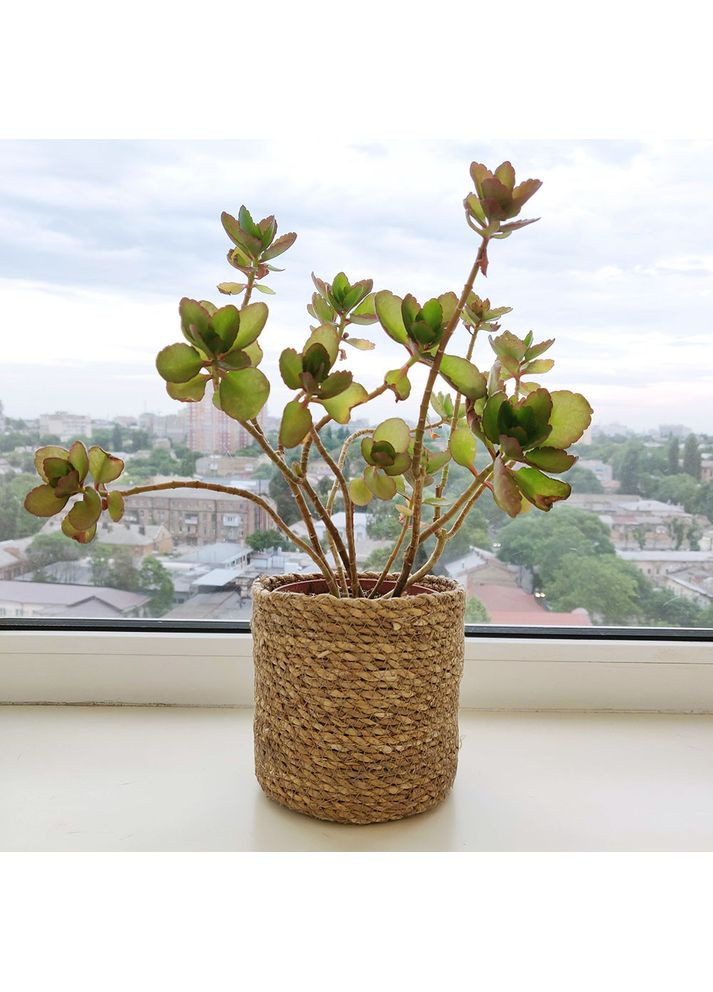 Кашпо плетене з підкладкою Ø 13 см Jutix (355980035)