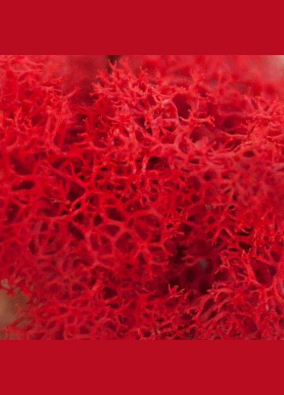 Очищенный стабилизированный мох ягель Красный 0,5 кг Nordic moss (278652073)
