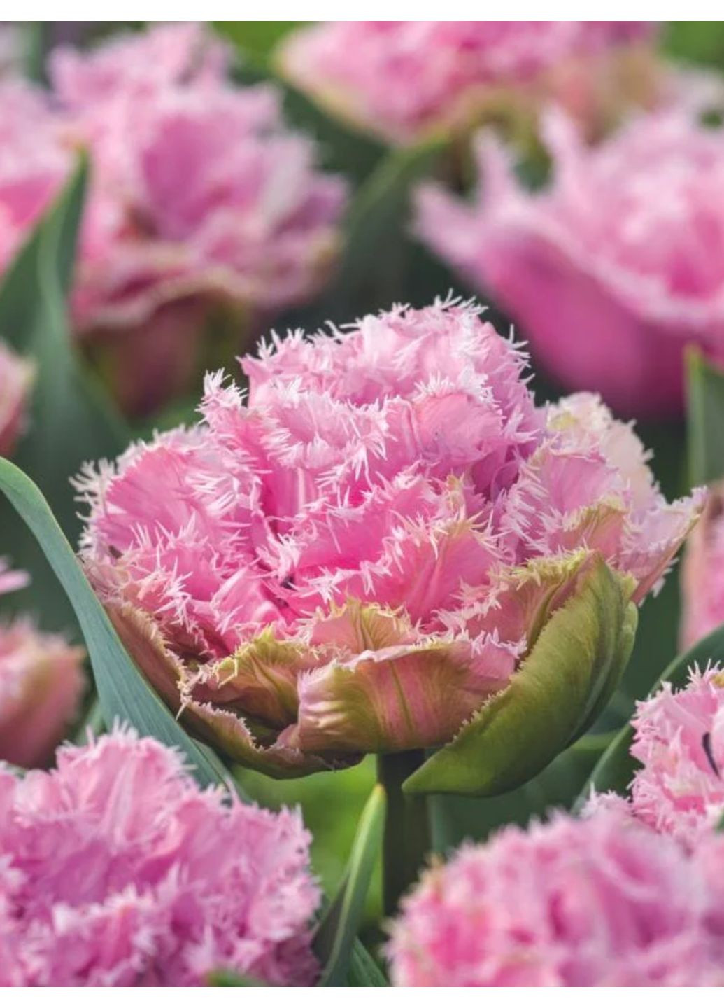 Тюльпан Cairns (2 шт.) в упаковке) No Brand (364535246)