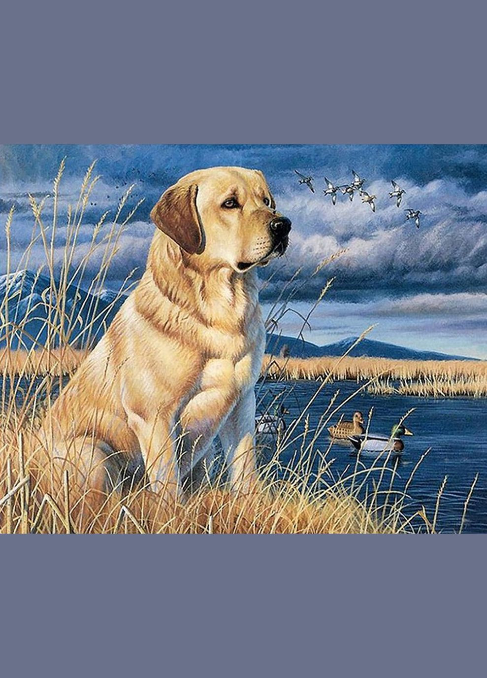 Набор алмазной вышивки "Величественный Лабрадор" Чарівний діамант (333710939)