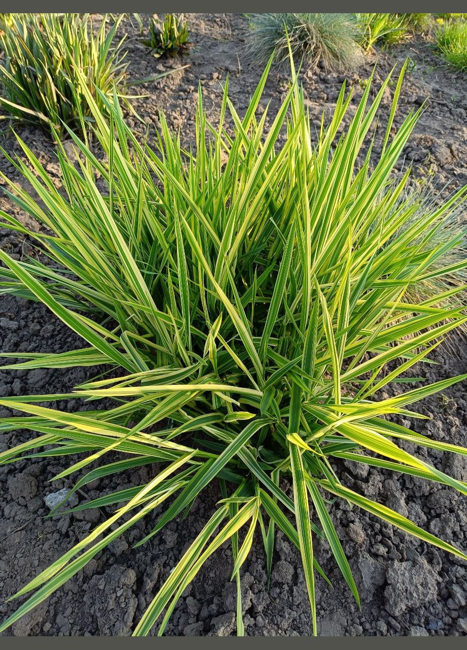 Варієгатна злакова трава (осока моррова) No Brand (298855223)