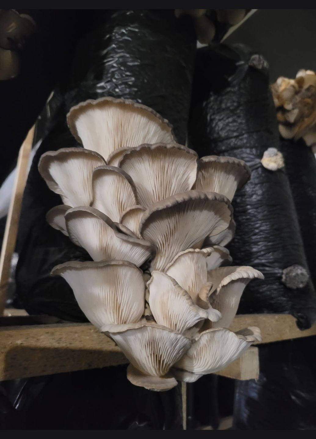 Грибные блоки вешенки Україна (317349616)