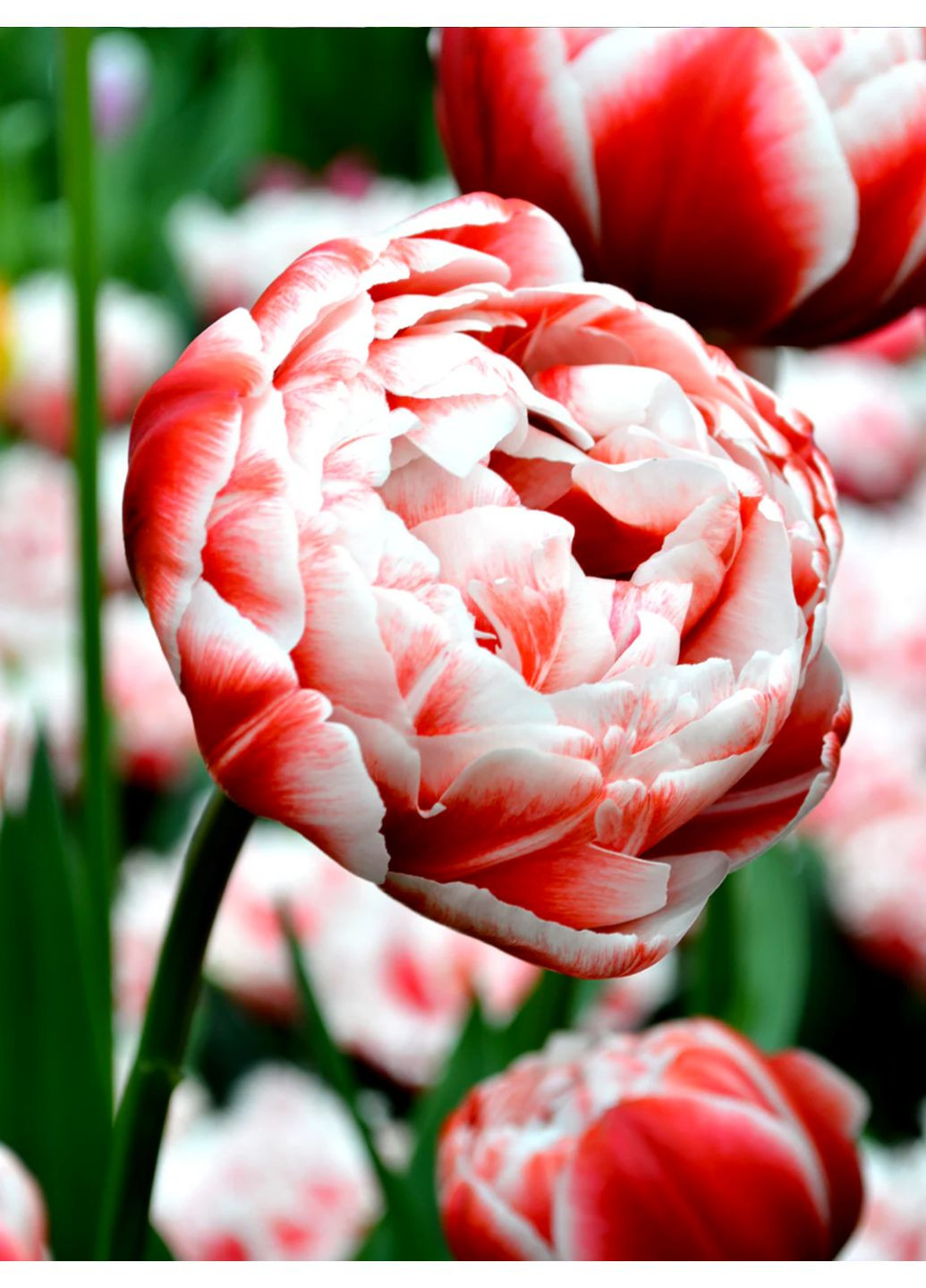 Тюльпан Drumline (2 шт.) в упаковке) No Brand (364535819)