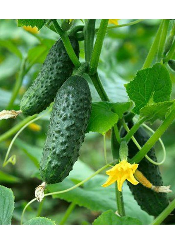 Огурец Крестьянский 0,5г. GL Seeds (364654611)