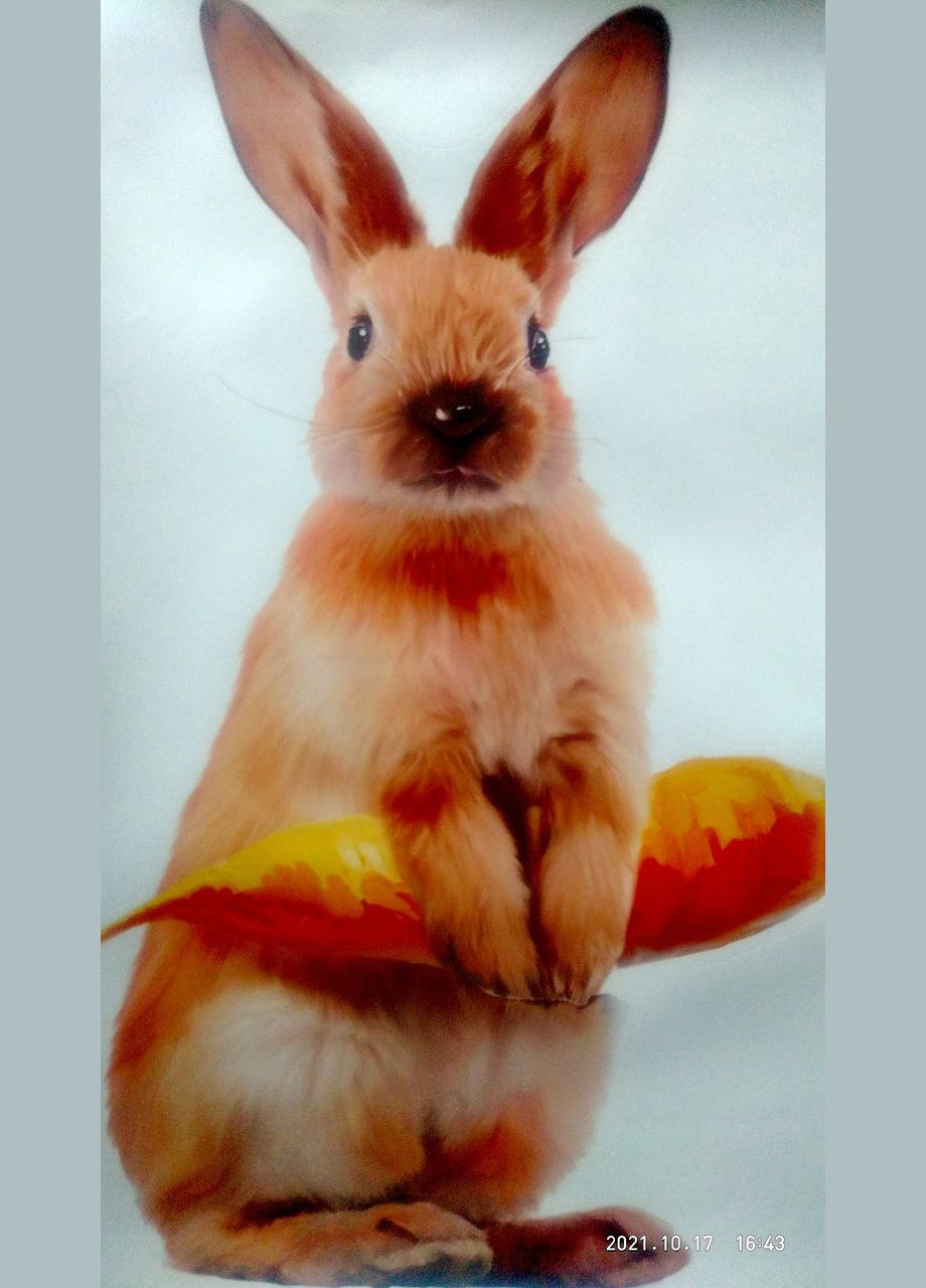 Виниловые наклейки на стену Зайка с морковкой (лист 40 х 39 см) Б376-16 No Brand (302243036)