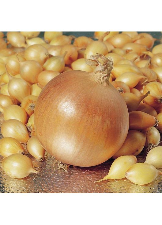 Цибуля сівок Стур СВ20 100г 10-21мм Broer (360788437)