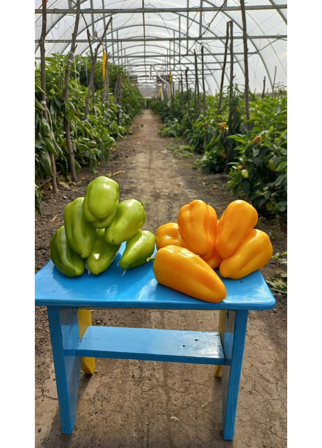 Семена перца Пироуэт F1 Syngenta (331900678)