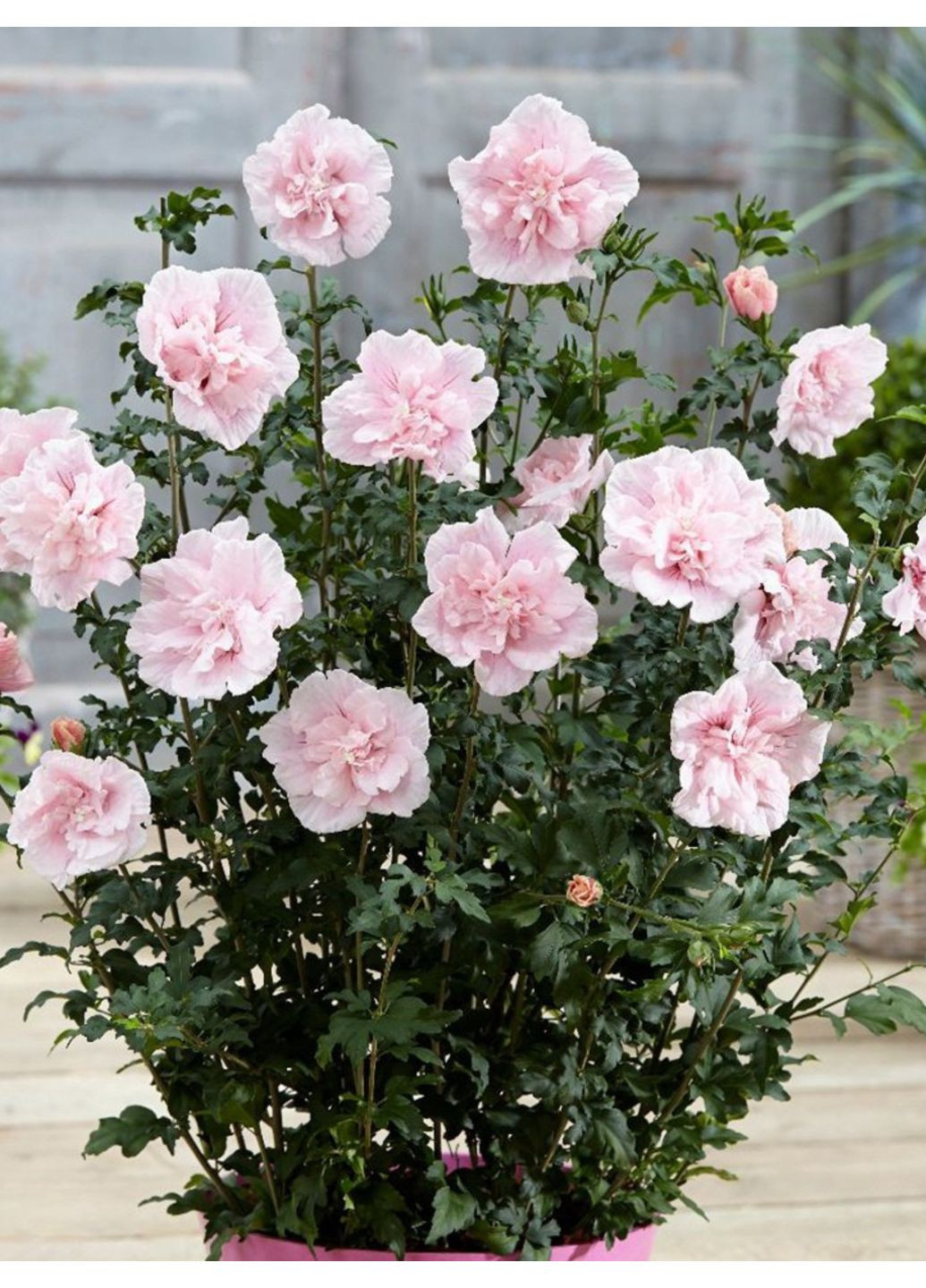 Гибискус сирийский Пинк Шифон No Brand (365250796)