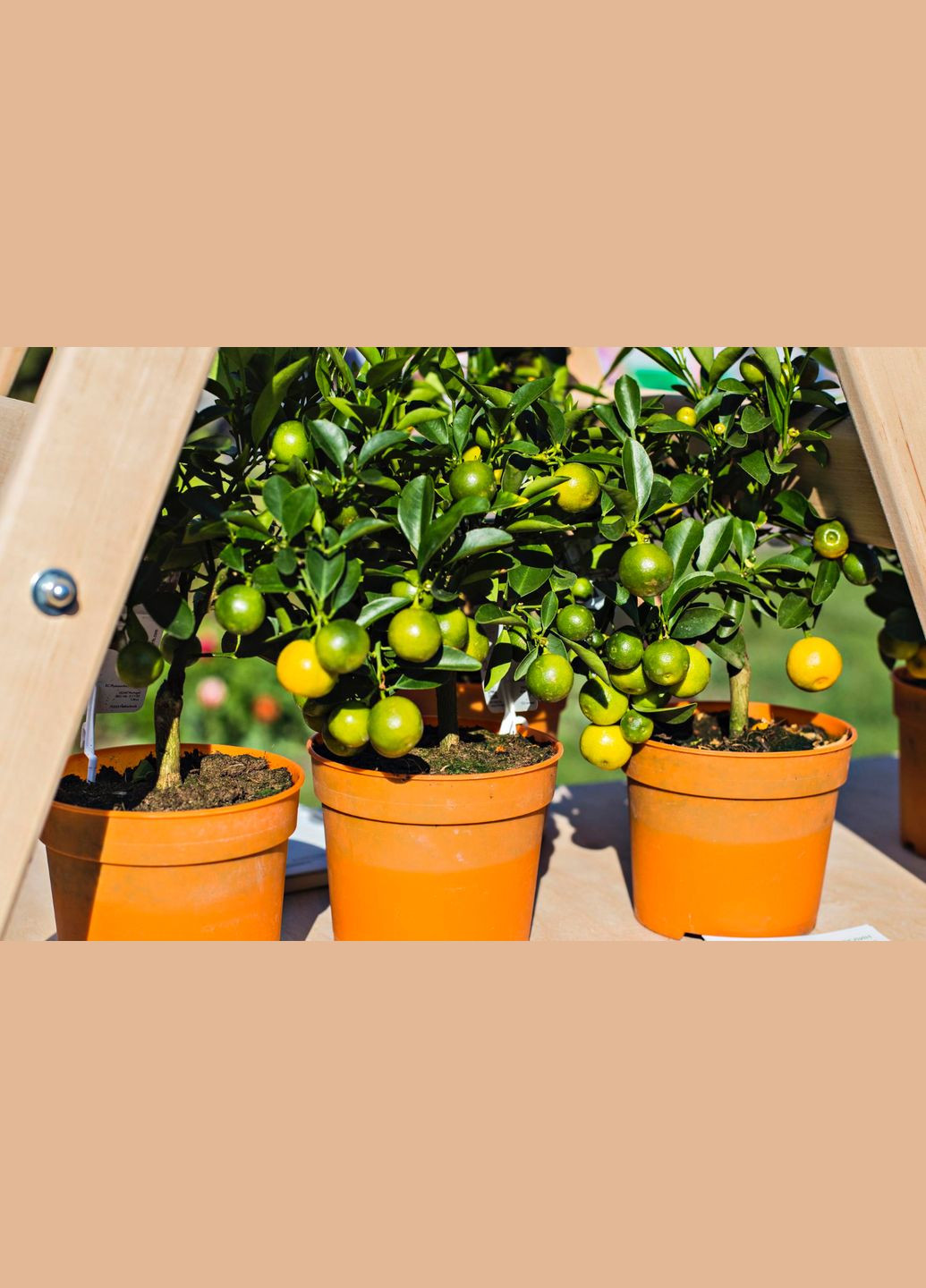 Торфосуміш для цитрусових рослин SANA® 10л (A013937) Compo (315150305)