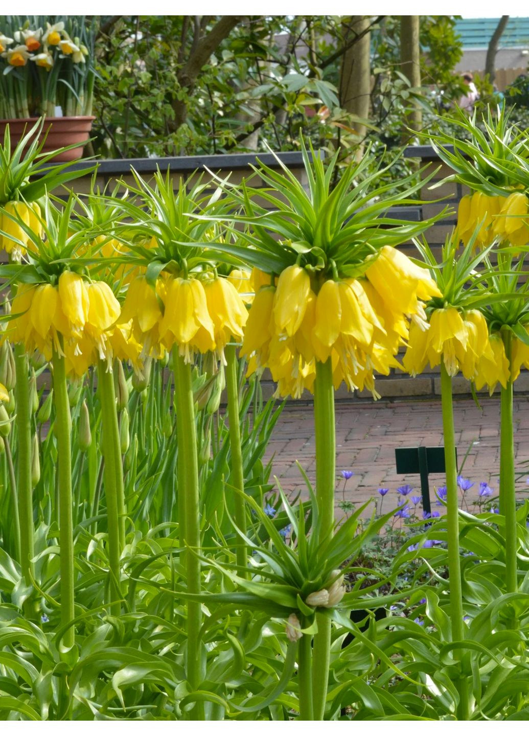 Фритилария Maxima Lutea (1 шт.) в упаковке) No Brand (364535501)