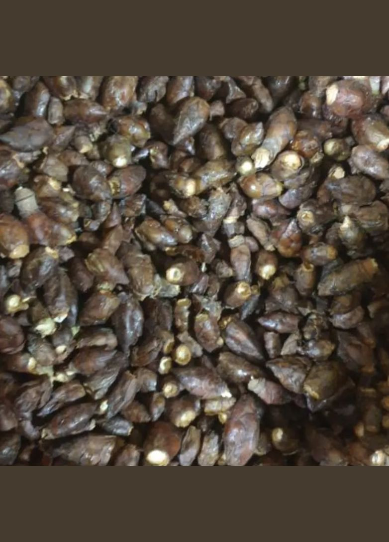 100г каштан бруньки сушені - свіжий урожай No Brand (343053217)