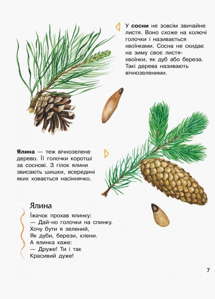 Детская энциклопедия о лесе 614016 для дошкольников. Ranok Creative (329896480)