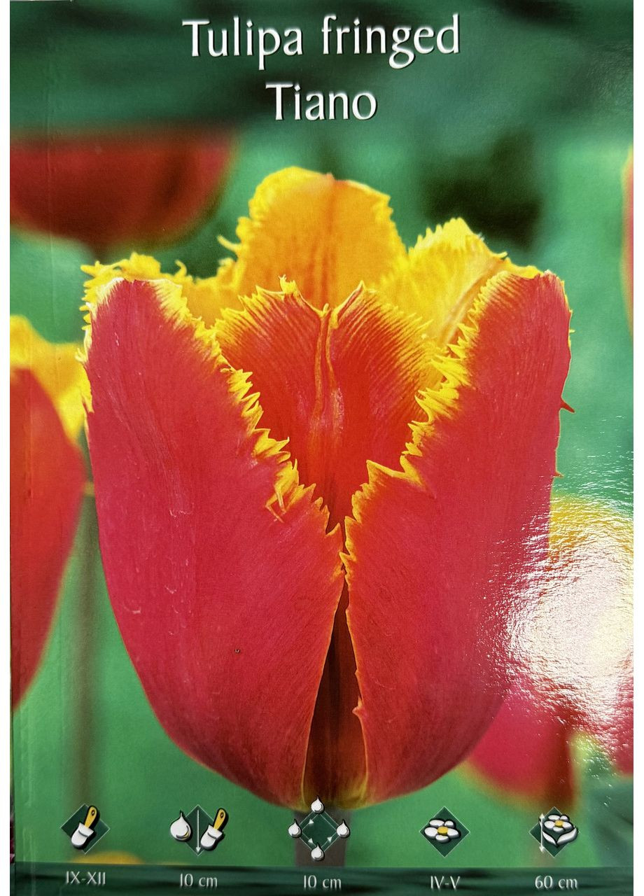 Тюльпан отороенный / Tulipa fringed Tiano Broer (371638346)