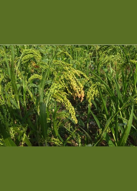 Семена суданской травы сорт Днепровская сидерат и кормовая культура Україна (317290863)