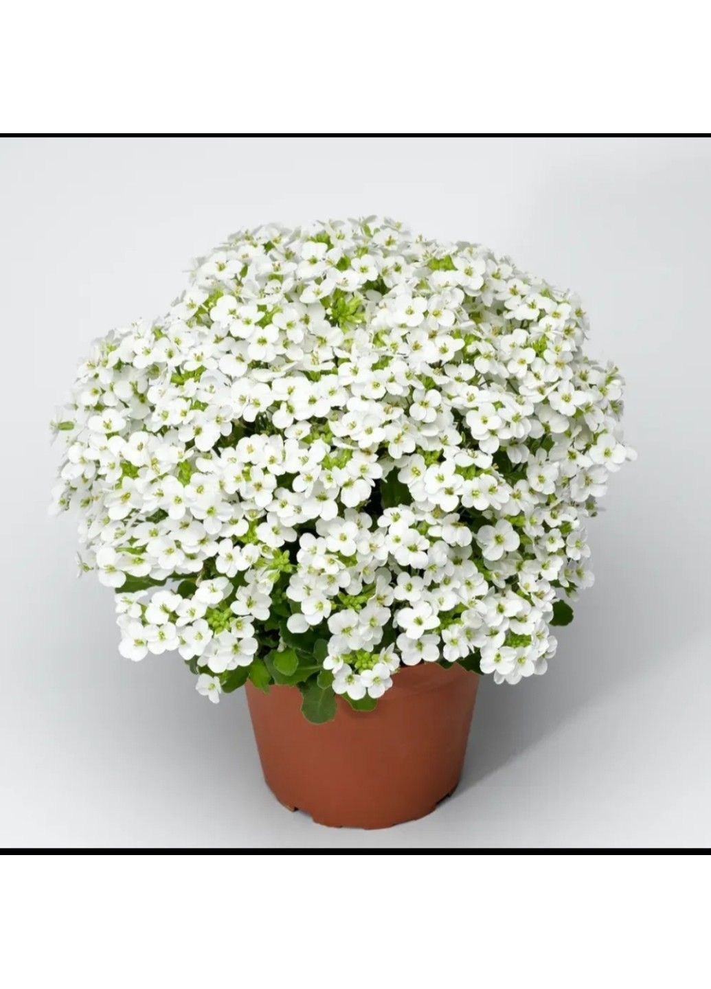 Насіння квітів Арабіс кавказький Little White 5шт No Brand (368801992)