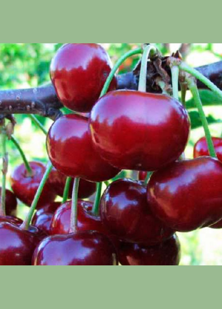 Саджанці вишні Піккола - 1-річний Садовий-Розмай (301220849)