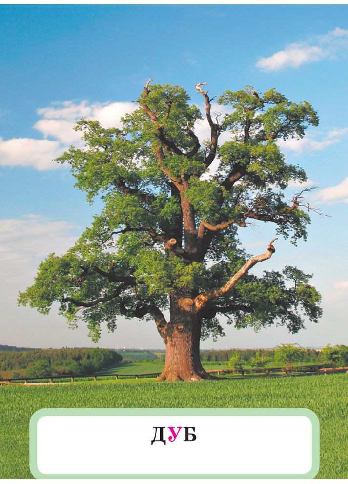 Исследуйм мир растений. Набор дидактических материалов. ЯДС. 1-2 классы No Brand (359369849)