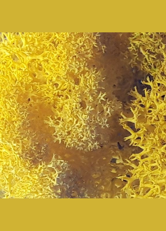Очищений стабілізований мох ягель Жовтий лимонний 150 грам Nordic moss (276401153)
