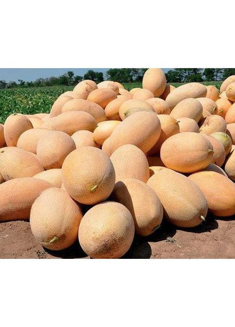 Семена дыни Mazin F1 MAF 35 F1 10000 шт (2747808448) Clause (362135061)