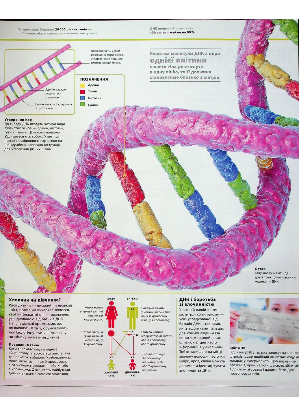 Энциклопедия знаний. Тело человека РАНОК (370052747)