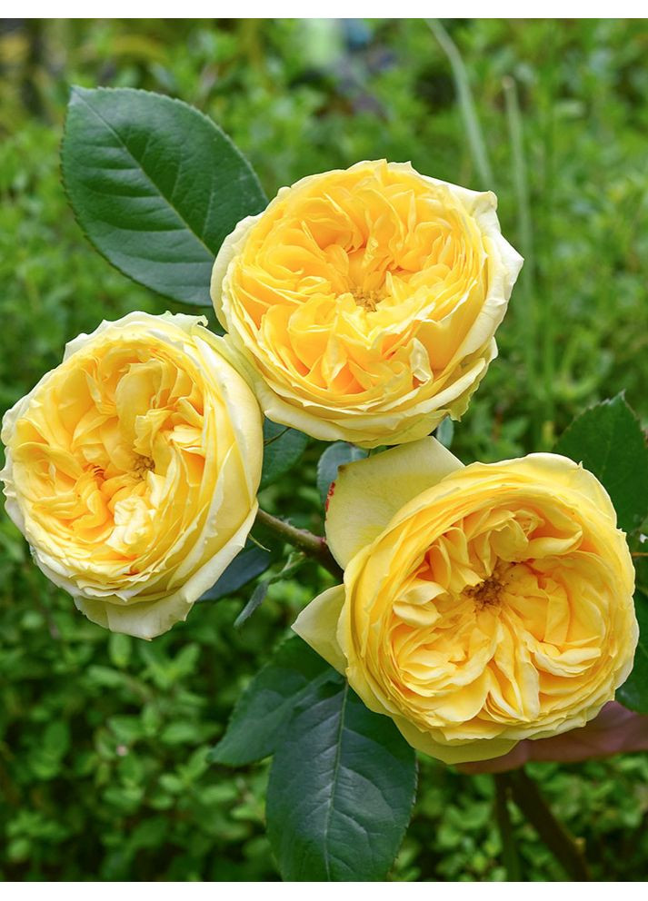 Троянда чайно-гібридна Catalina No Brand (365806773)