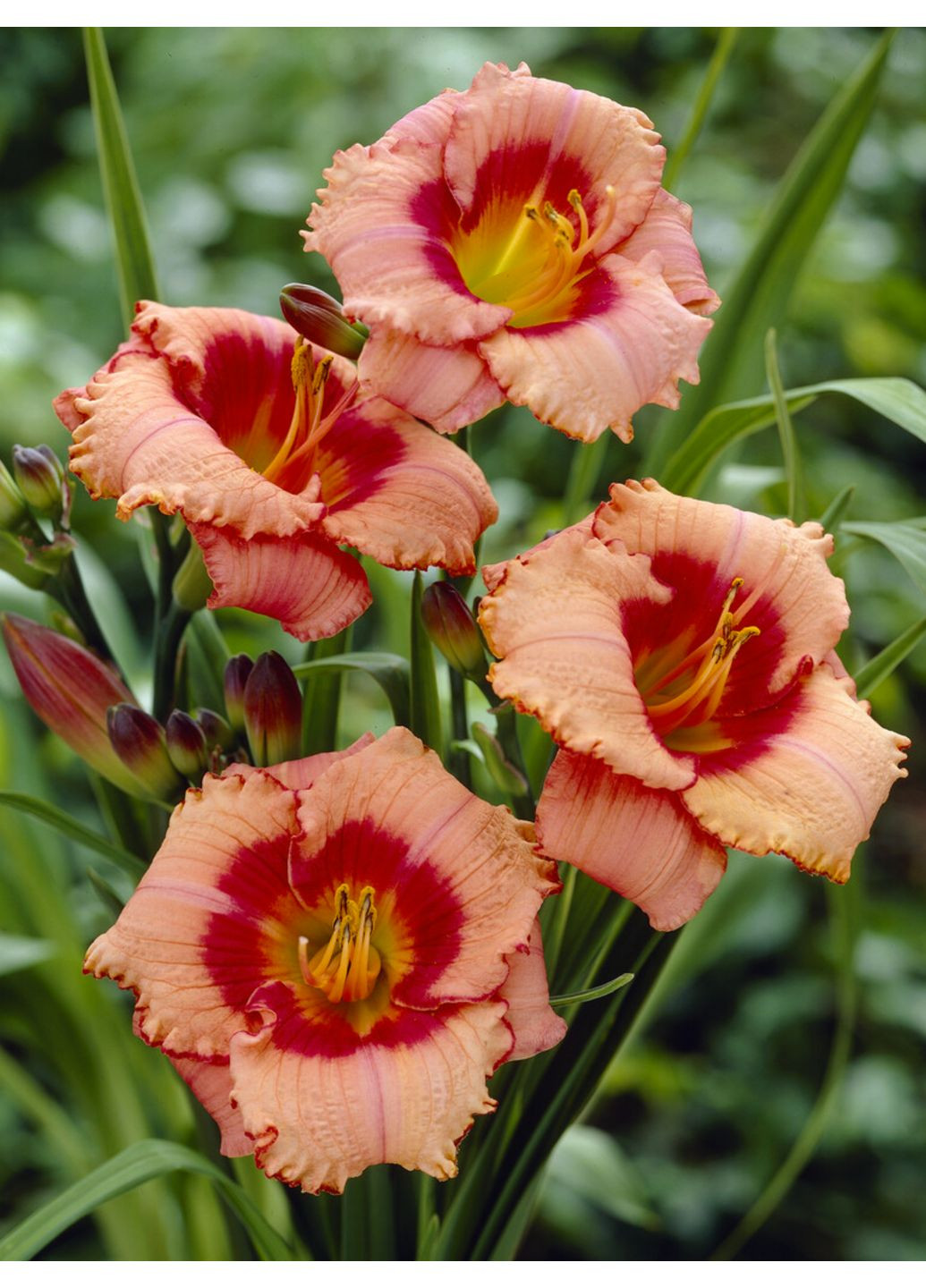 Лілейник Strawberry Candy No Brand (364534858)