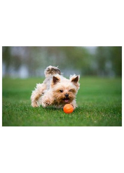 М'ячик Лайкер 5 см Collar (362136183)