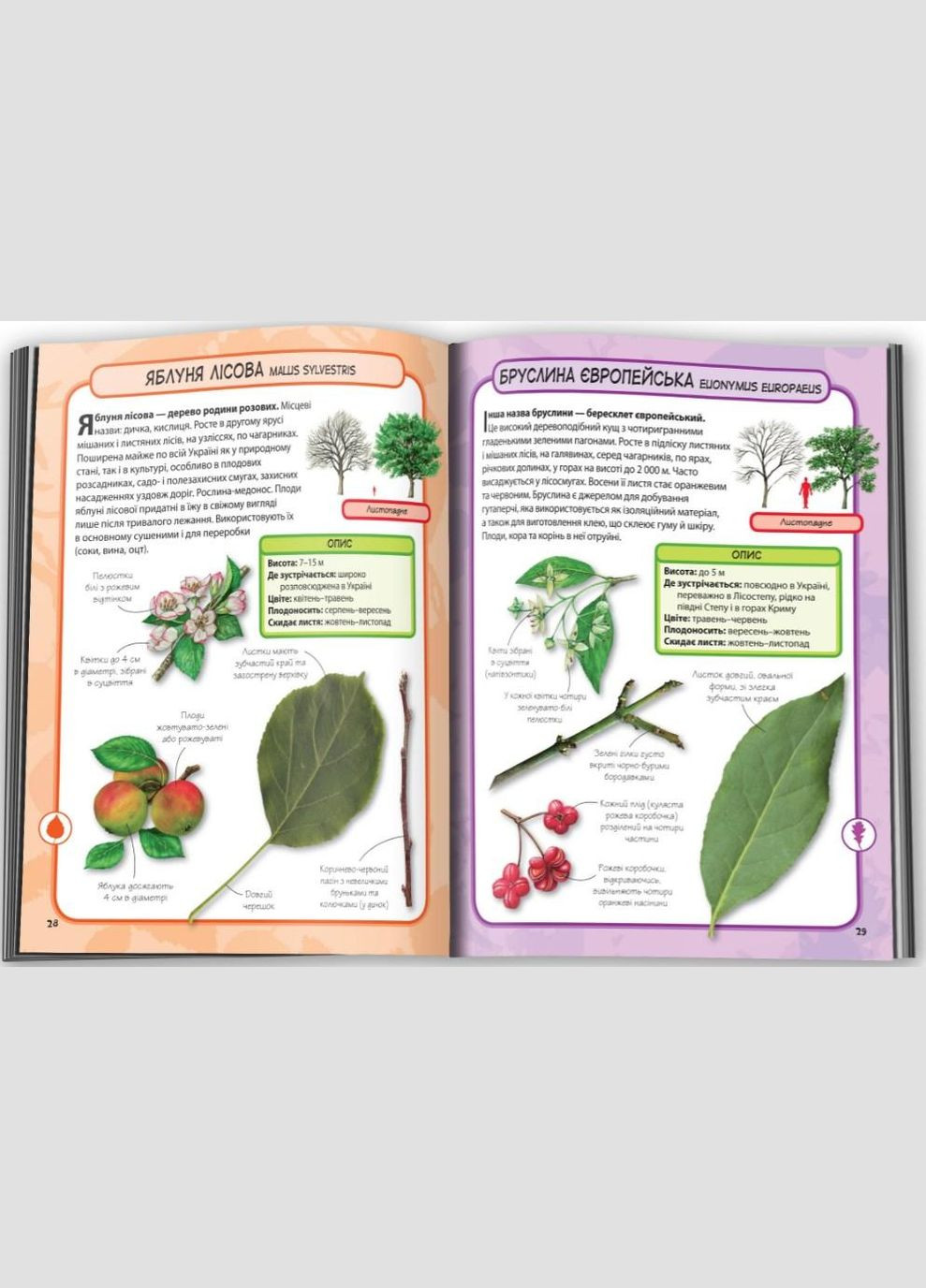 Дерева. Мініенциклопедія КМ-Букс (316081718)