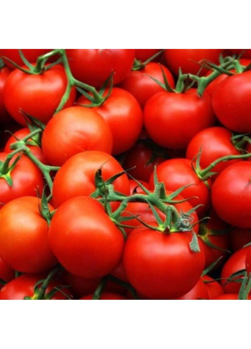 Семена томата Терра Котта F1 Syngenta (331900688)