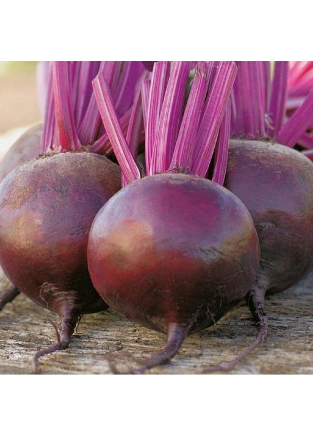 Насіння буряка Пабло F1 Bejo Zaden (333036032)