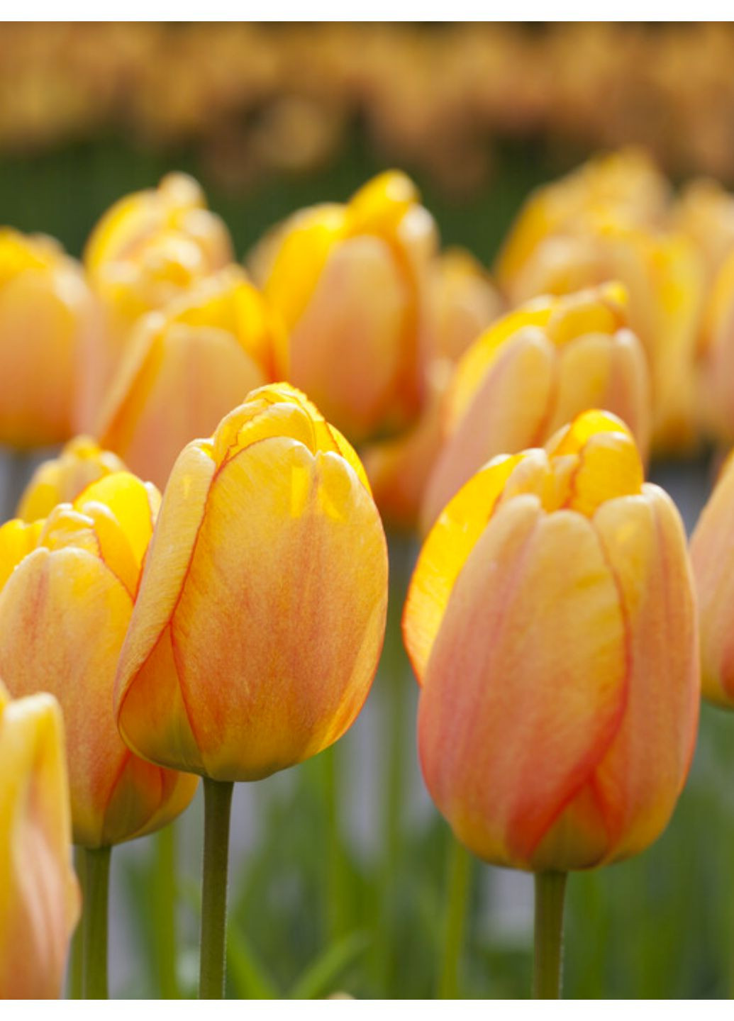 Тюльпан Blushing Apeldoorn (2 шт.) в упаковке) No Brand (364535916)