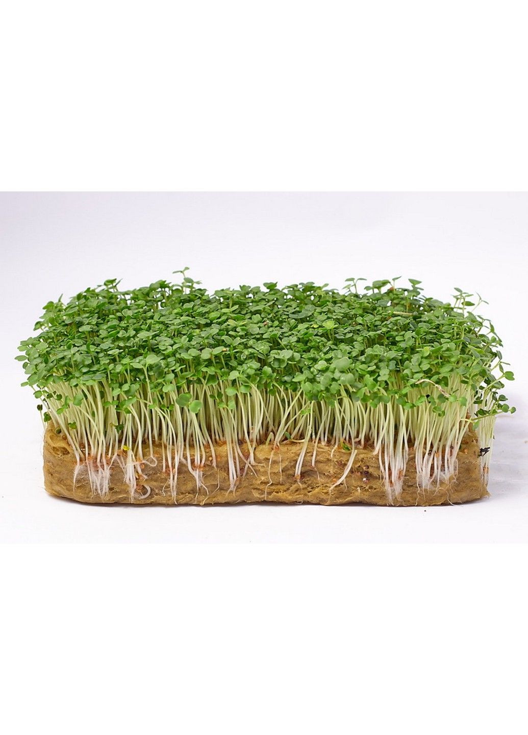 Семена микрозелени Green Chief Руккола Пикантная Зелений Шеф (298051356)