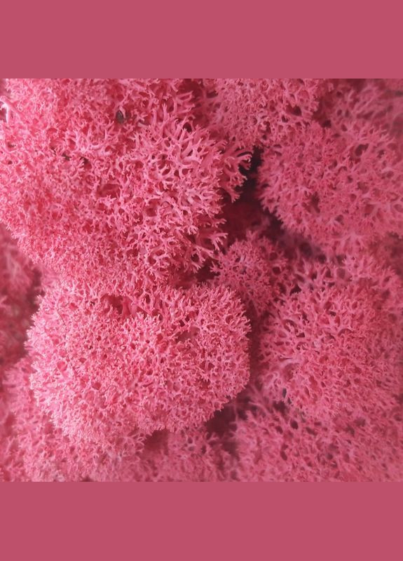 Стабилизированный мох ягель Цикламен 0,5 кг Nordic moss (276401080)