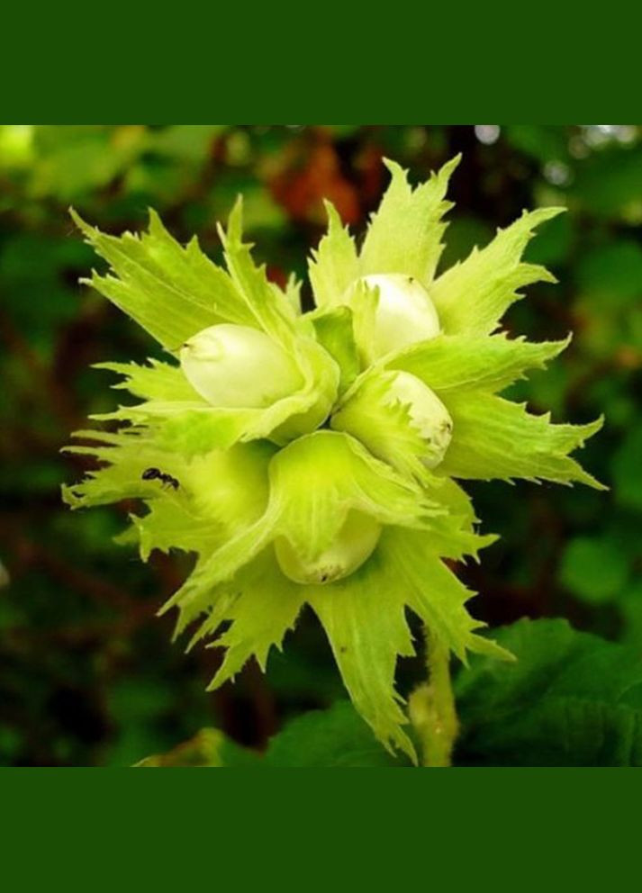 Саджанці фундука Галле - 2-річний Садовий-Розмай (301220866)