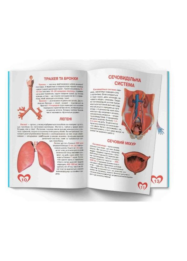 Велика книжка. Анатомія людини (9789669361974) Кристал Бук (323160520)