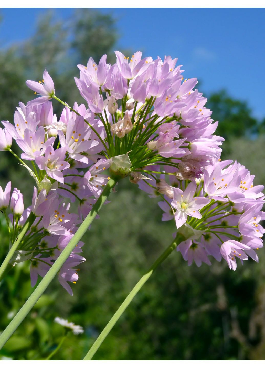 Аллиум Roseum (5 шт.) в упаковке) No Brand (364535302)