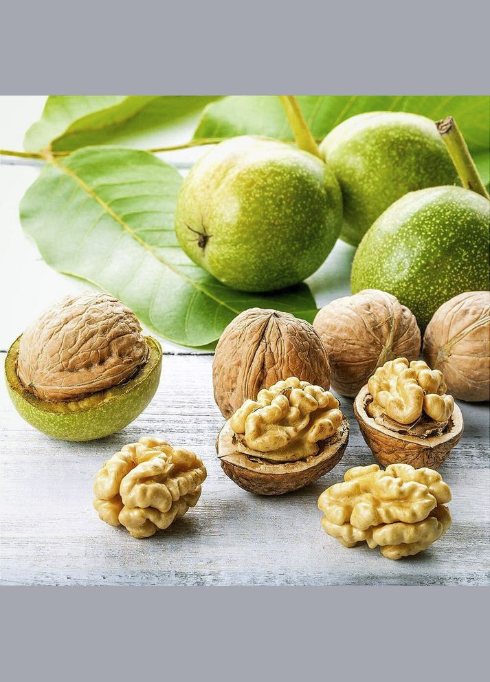 Саджанці грецького горіха Королівський - 1-річний Садовий-Розмай (301221230)