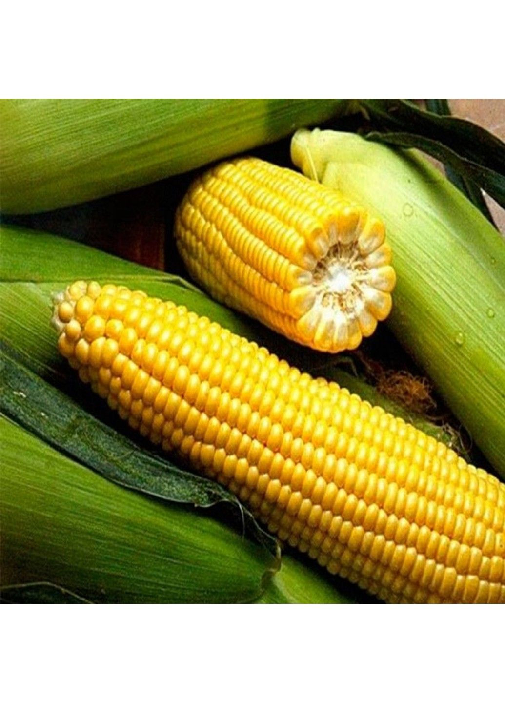 Насіння кукурудзи Спіріт F1 Syngenta (331900638)